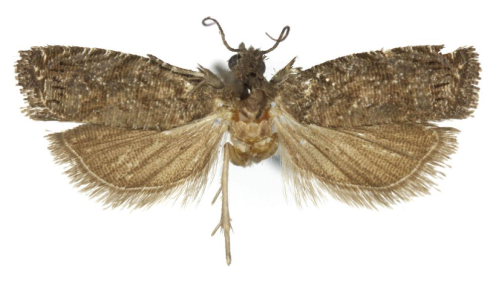 /filer/webapps/moths/media/images/H/horisma_Fulcrifera_HT_USNM.jpg