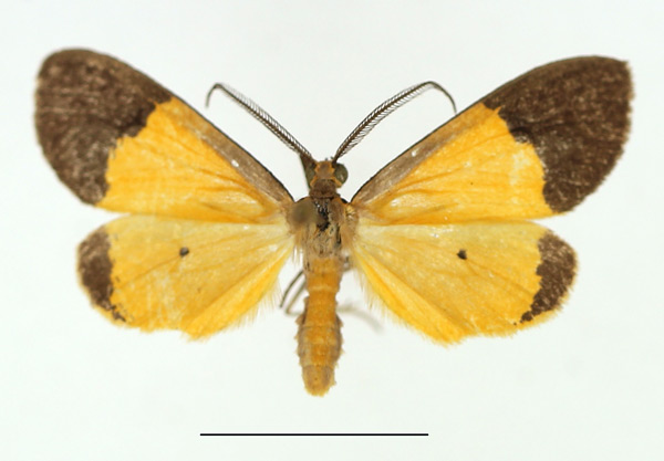 /filer/webapps/moths/media/images/H/horitropha_Ereunetea_AM_TMSA.jpg