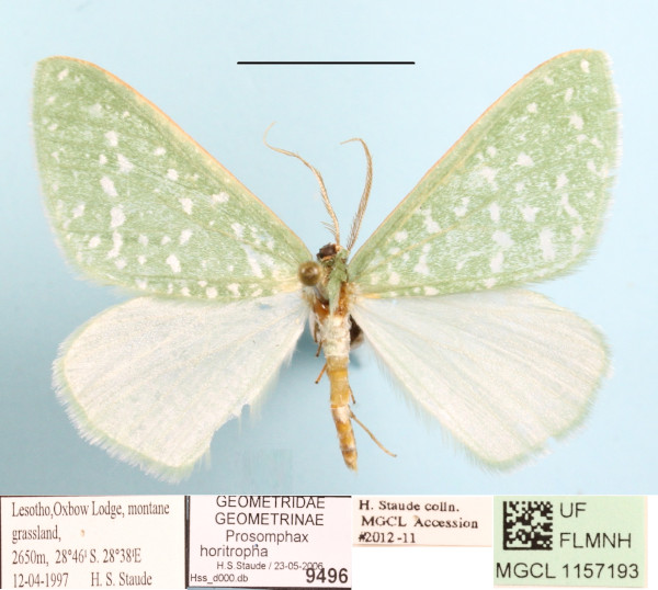 /filer/webapps/moths/media/images/H/horitropha_Prosomphax_A_MGCLa_01.JPG
