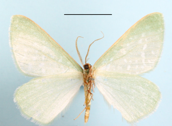 /filer/webapps/moths/media/images/H/horitropha_Prosomphax_A_MGCLb_01.JPG