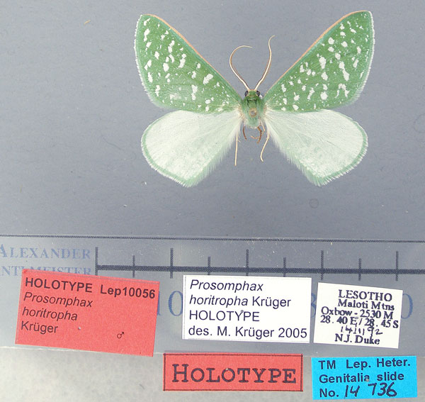 /filer/webapps/moths/media/images/H/horitropha_Prosomphax_HT_TMSA.jpg