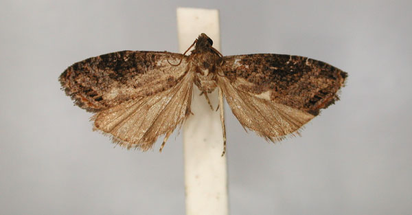 /filer/webapps/moths/media/images/H/hormoterma_Recaraceria_LT_RMCA_01.jpg