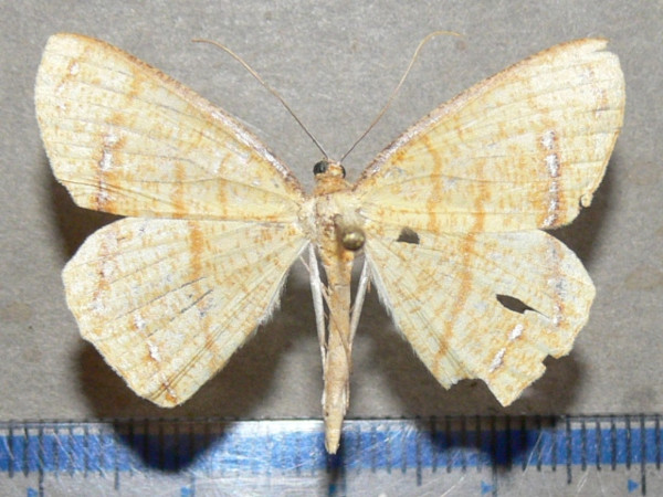 /filer/webapps/moths/media/images/H/horni_Melinoessa_A_Goff_01.jpg