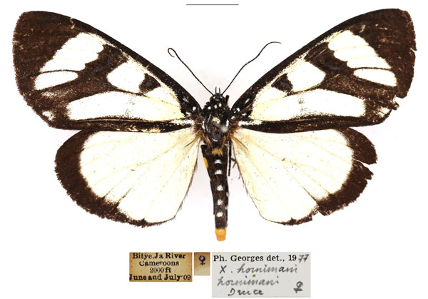 /filer/webapps/moths/media/images/H/hornimani_Heraclia_AF_RBINS_01.jpg
