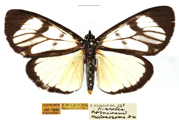 /filer/webapps/moths/media/images/H/hornimani_Heraclia_AF_RBINS_02.jpg