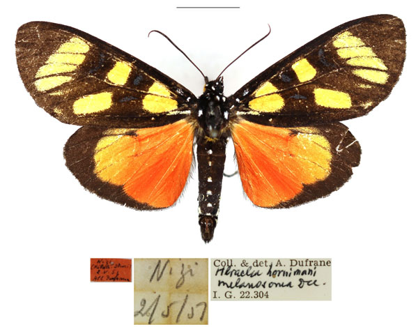 /filer/webapps/moths/media/images/H/hornimani_Heraclia_AM_RBINS.jpg