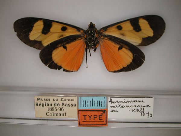 /filer/webapps/moths/media/images/H/hornimani_Heraclia_A_RMCA_02.jpg
