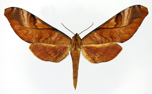 /filer/webapps/moths/media/images/H/hornimani_Rhadinopasa_AF_Basquin.jpg