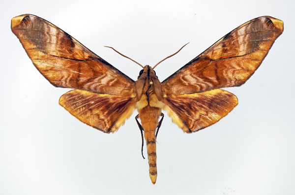 /filer/webapps/moths/media/images/H/hornimani_Rhadinopasa_AM_Basquin.jpg