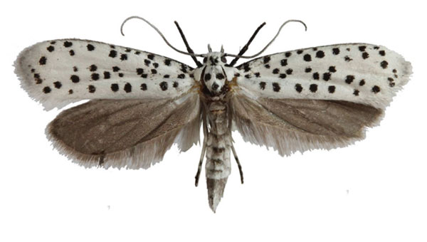/filer/webapps/moths/media/images/H/horologa_Yponomeuta_AM_Agassiz.jpg
