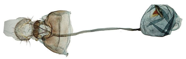/filer/webapps/moths/media/images/H/horologa_Yponomeuta_GF_Agassiz_1563.jpg