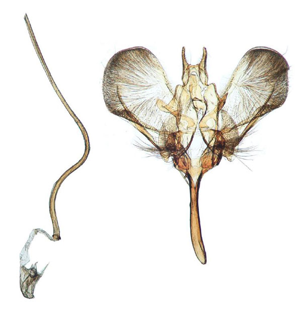 /filer/webapps/moths/media/images/H/horologa_Yponomeuta_GM_Agassiz_1555.jpg