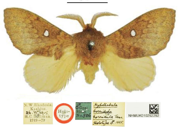 /filer/webapps/moths/media/images/H/horridula_Hypotrabala_HT_NHMUK.jpg