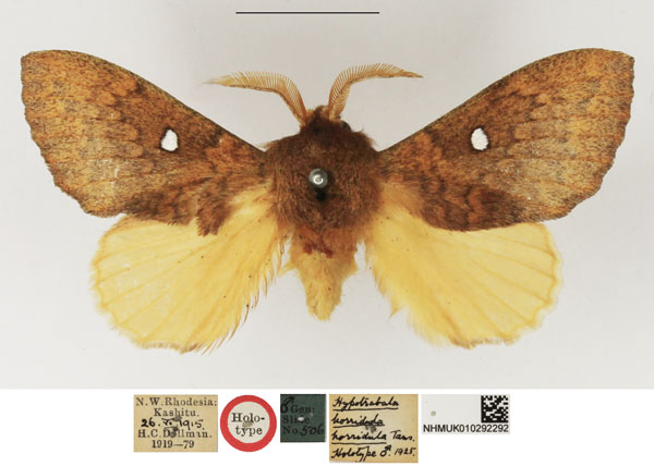 /filer/webapps/moths/media/images/H/horridula_Hypotrabala_HT_NHMUK_hZ3Phoo.jpg