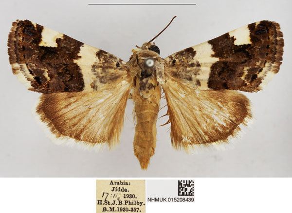 /filer/webapps/moths/media/images/H/hortensis_Acontia_AF_NHMUK.jpg