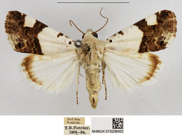 /filer/webapps/moths/media/images/H/hortensis_Acontia_AM_NHMUK.jpg
