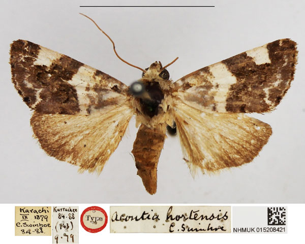 /filer/webapps/moths/media/images/H/hortensis_Acontia_HT_NHMUK.jpg