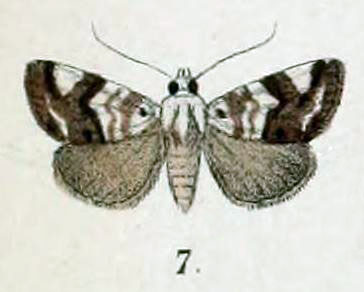 /filer/webapps/moths/media/images/H/hortensis_Acontia_HT_Swinhoe_47_7.jpg