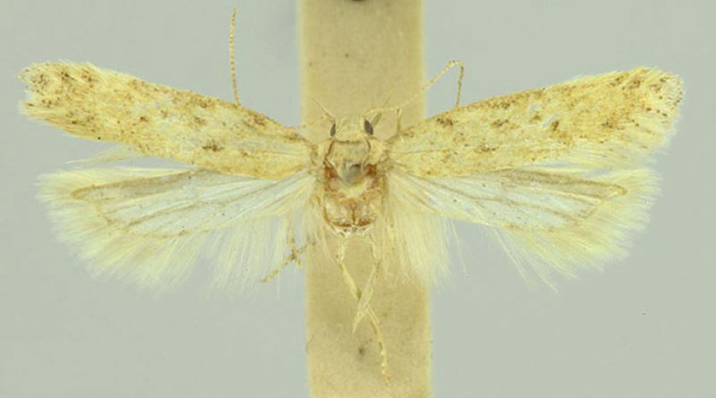 /filer/webapps/moths/media/images/H/hospes_Scrobipalpa_HT_LNK.jpg