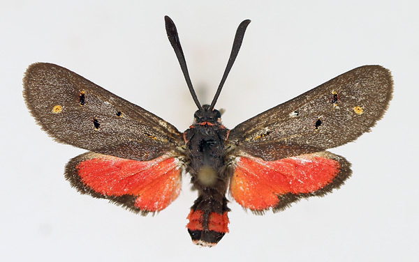/filer/webapps/moths/media/images/H/hottentota_Neurosymploca_AF_TMSA.jpg