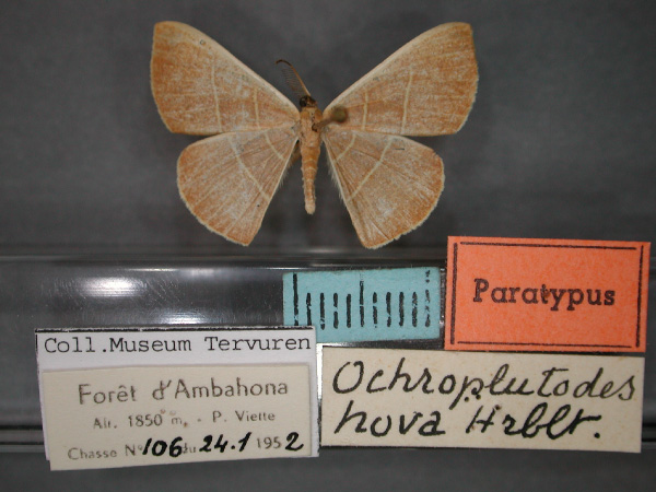 /filer/webapps/moths/media/images/H/hova_Ochroplutodes_PT_RMCA_01.jpg