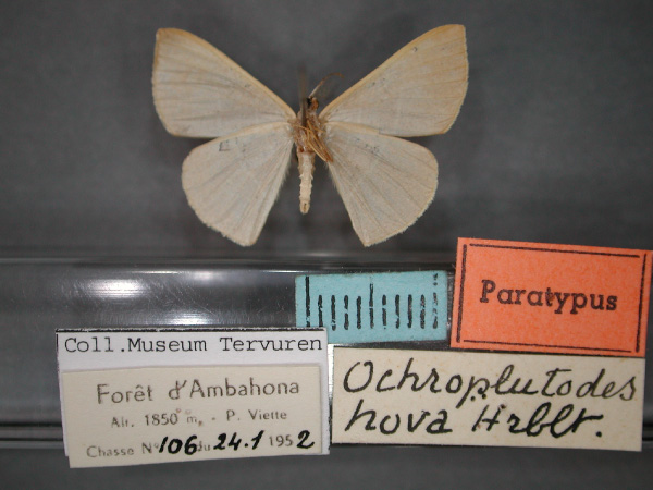 /filer/webapps/moths/media/images/H/hova_Ochroplutodes_PT_RMCA_02.jpg