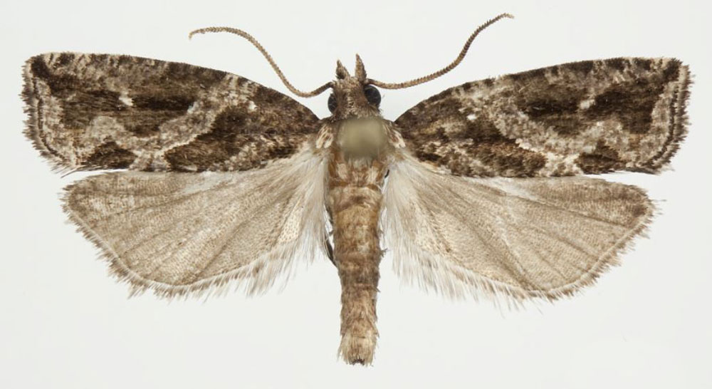 /filer/webapps/moths/media/images/H/howelli_Megaherpystis_HT_NHMO.jpg