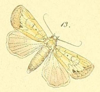 /filer/webapps/moths/media/images/H/huegeli_Janseodes_Felder_109_13.jpg