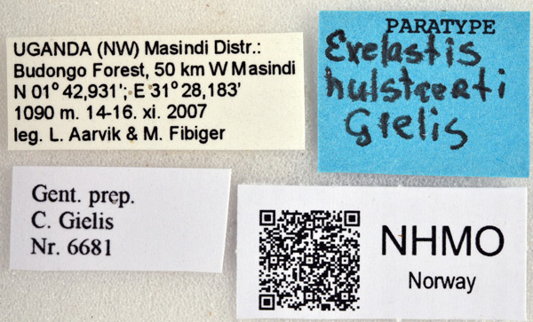 /filer/webapps/moths/media/images/H/hulstaerti_Exelastis_PT_NHMOl.jpg