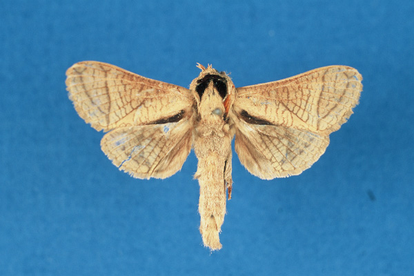 /filer/webapps/moths/media/images/H/hulstaerti_Haberlandia_HT_RMCA.jpg