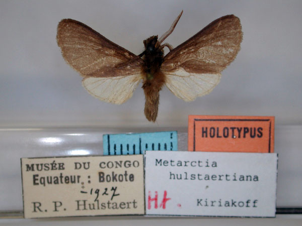 /filer/webapps/moths/media/images/H/hulstaertiana_Metarctia_HT_RMCA_01.jpg