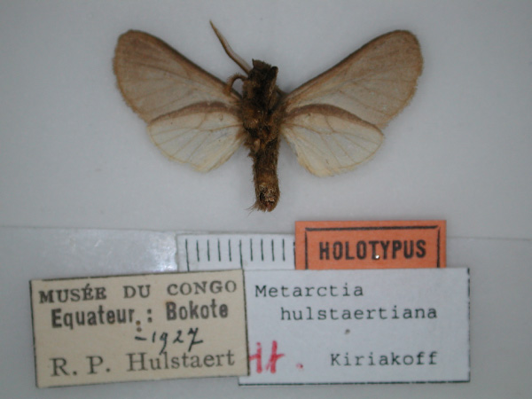 /filer/webapps/moths/media/images/H/hulstaertiana_Metarctia_HT_RMCA_02.jpg