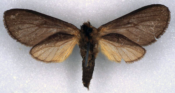 /filer/webapps/moths/media/images/H/hulstaertiana_Metarctia_PT_RMCA_02.jpg