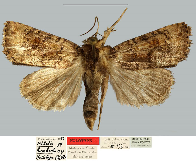 /filer/webapps/moths/media/images/H/humberti_Athetis_HT_MNHN.jpg