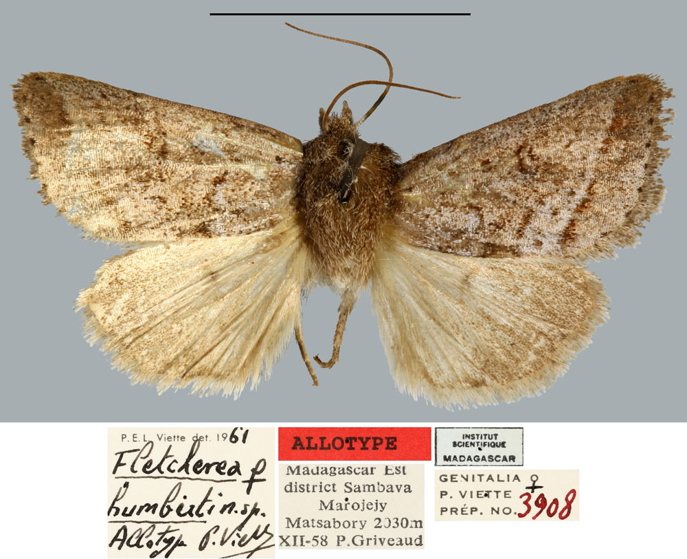 /filer/webapps/moths/media/images/H/humberti_Fletcherea_AT_MNHN.jpg