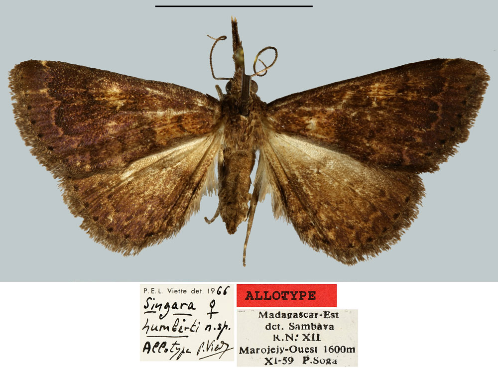 /filer/webapps/moths/media/images/H/humberti_Singara_AT_MNHN.jpg