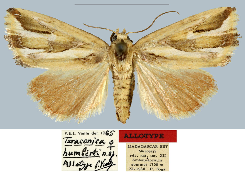 /filer/webapps/moths/media/images/H/humberti_Taraconica_AT_MNHN.jpg