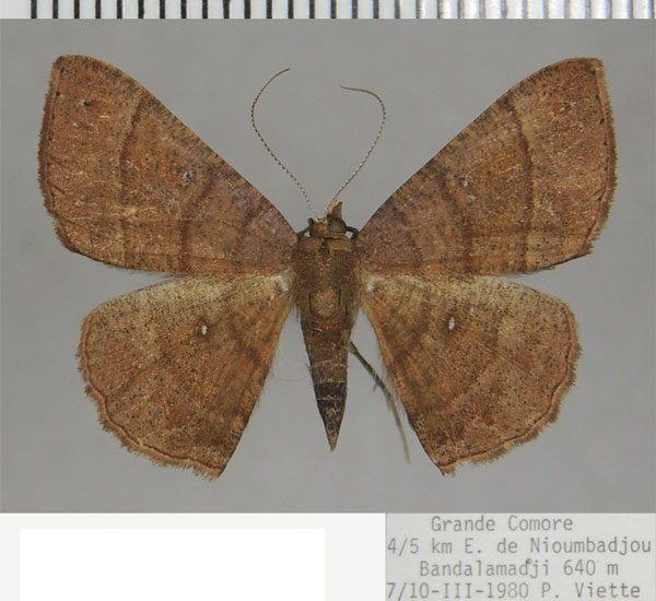 /filer/webapps/moths/media/images/H/humbloti_Cabera_AF_ZSM_01.jpg