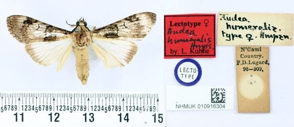 /filer/webapps/moths/media/images/H/humeralis_Audea_LT_BMNH.jpg