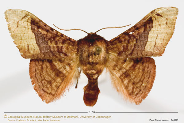 /filer/webapps/moths/media/images/H/humeralis_Mystina_A_ZMUC.jpg
