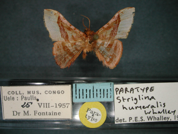 /filer/webapps/moths/media/images/H/humeralis_Mystina_PT_RMCA_01.jpg