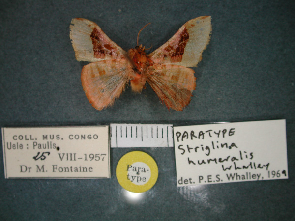 /filer/webapps/moths/media/images/H/humeralis_Mystina_PT_RMCA_02.jpg
