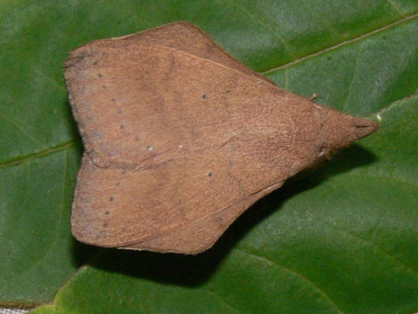 /filer/webapps/moths/media/images/H/humfreyi_Leipoxais_A_Goff_02.JPG