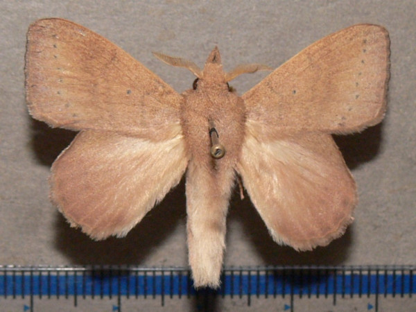 /filer/webapps/moths/media/images/H/humfreyi_Leipoxais_A_Goffa_01.JPG