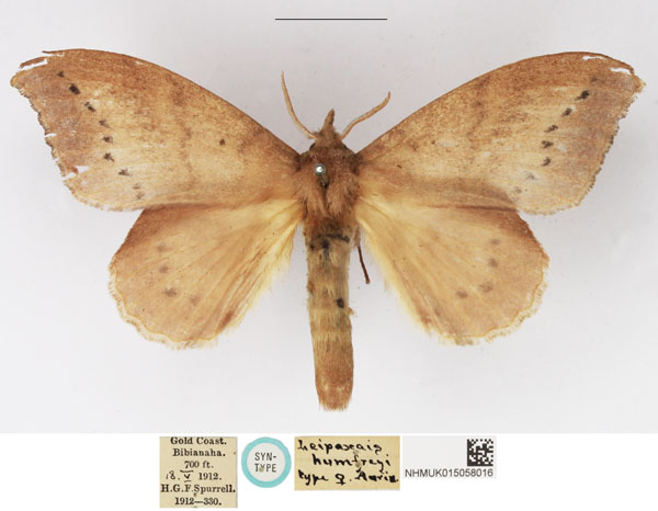/filer/webapps/moths/media/images/H/humfreyi_Leipoxais_STF_NHMUK.jpg