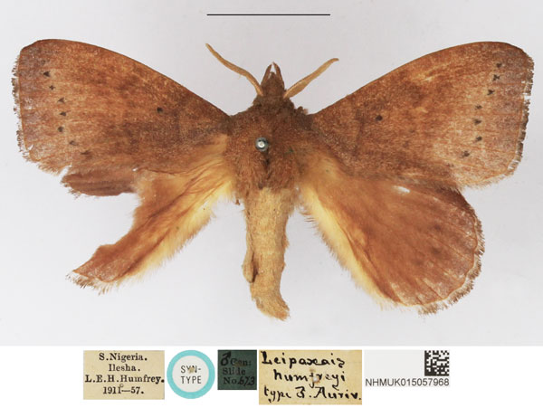 /filer/webapps/moths/media/images/H/humfreyi_Leipoxais_STM_NHMUK.jpg