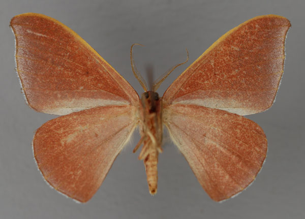 /filer/webapps/moths/media/images/H/humidaria_Hypocoela_A_ZSM_04.jpg