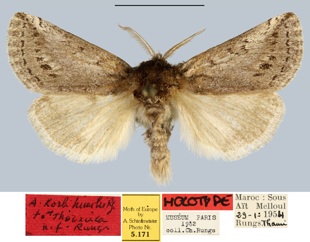 /filer/webapps/moths/media/images/H/humilis_Albarracina_HT_MNHN.jpg