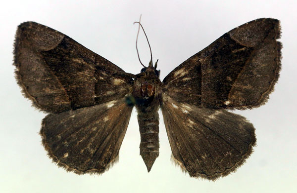 /filer/webapps/moths/media/images/H/humilis_Bastilla_AF_RMCA.jpg