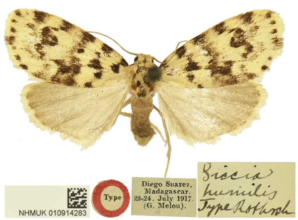 /filer/webapps/moths/media/images/H/humilis_Siccia_HT_BMNH.jpg